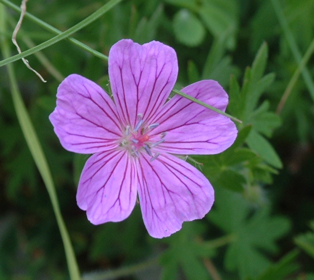 Geranium sanguineum